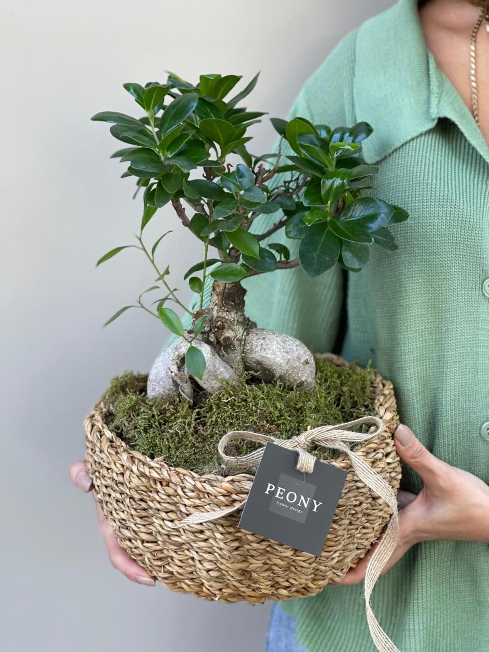 Ficus Microcarpa Bonsai